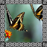 borboleta