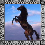 cavalo