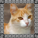 gato