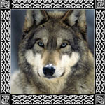 lobo