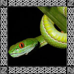 cobra